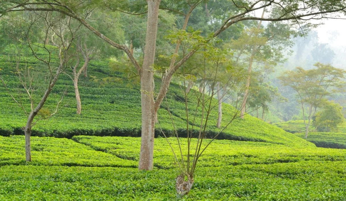 Assam