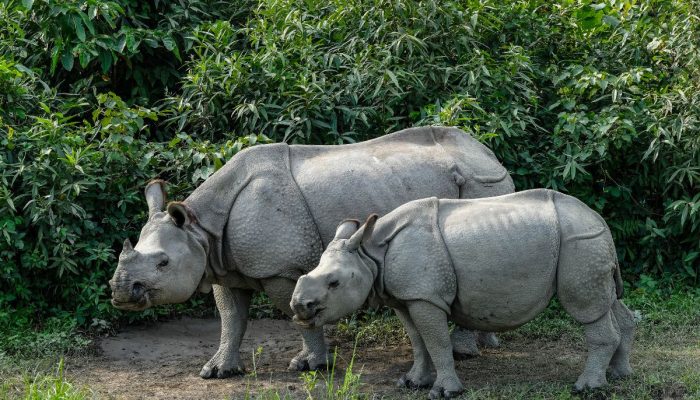 Kaziranga