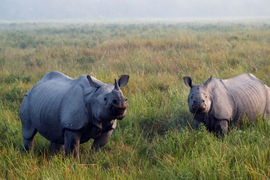 Kaziranga