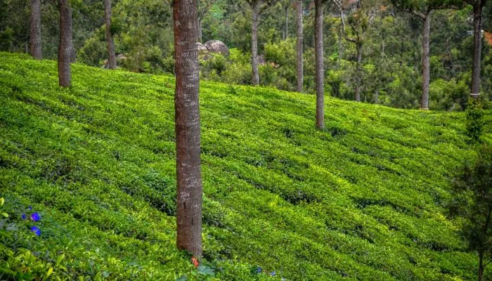 Munnar Kerala Tour (2) Kerala Tour
