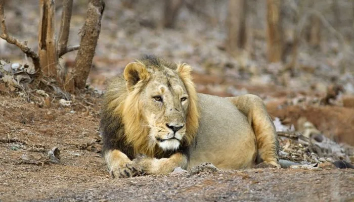 Sasangir Gujarat Gujarat Golden Triangle Tour