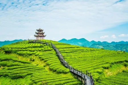 Munnar Tour Packages