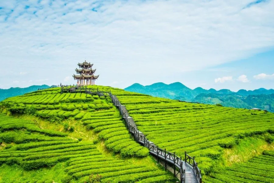 Munnar Tour Packages