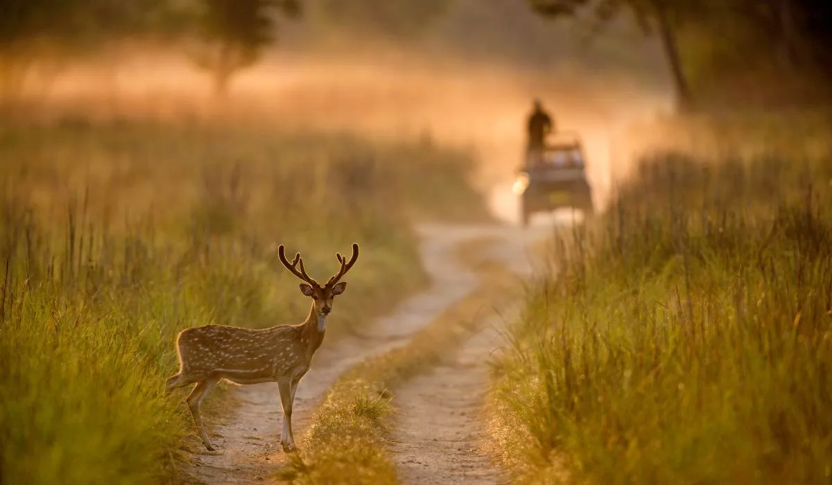 jim-corbett-nainital