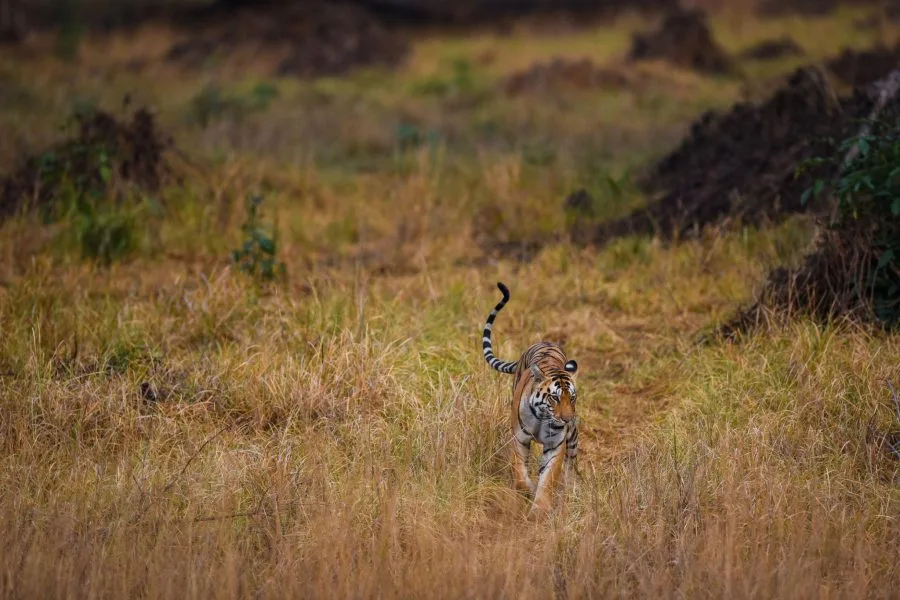 A tigress roaming around in her territory at meadows of kanha national park